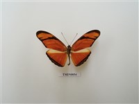 藏品(毒蝶-南美洲(二))的圖片